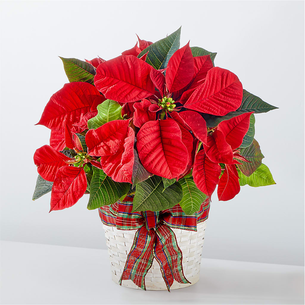 Happiest Holidays Poinsettia – Southern Utah Floral, Washington UT