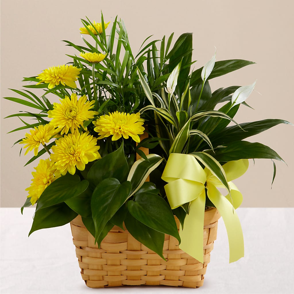 Loving Light Dishgarden – Southern Utah Floral, Washington UT