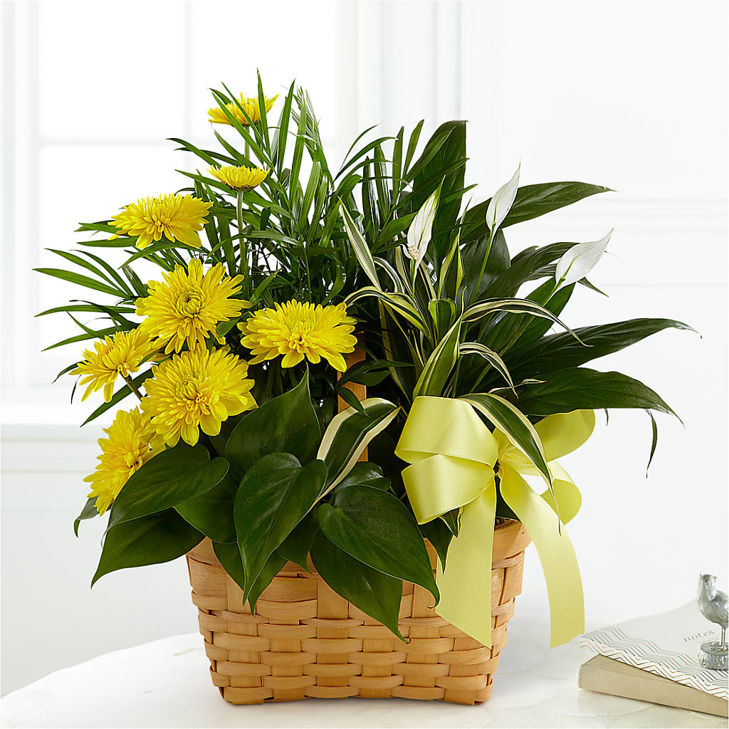 Loving Light Dishgarden – Southern Utah Floral, Washington UT