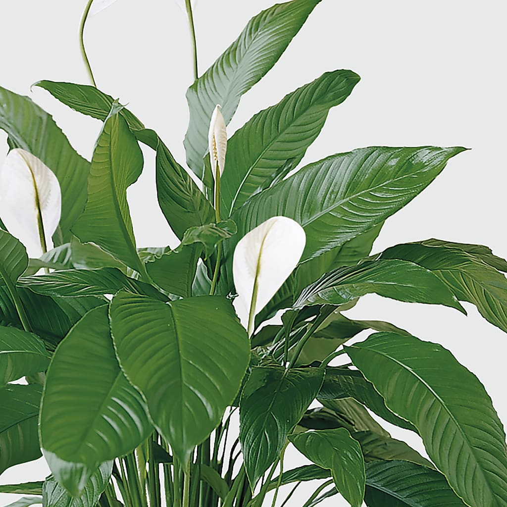 Tranquil Moments Peace Lily Plant – Southern Utah Floral, Washington UT