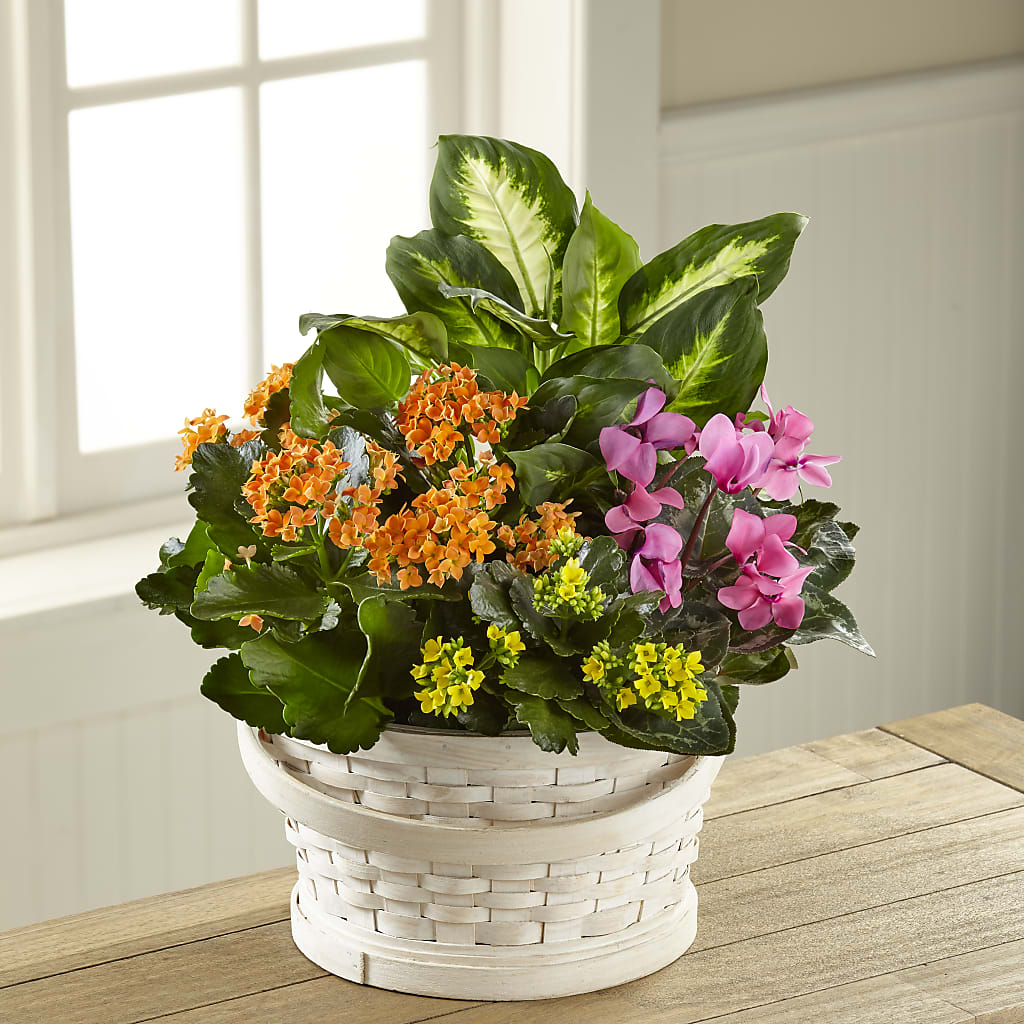 Color Crush Dishgarden – Southern Utah Floral, Washington UT