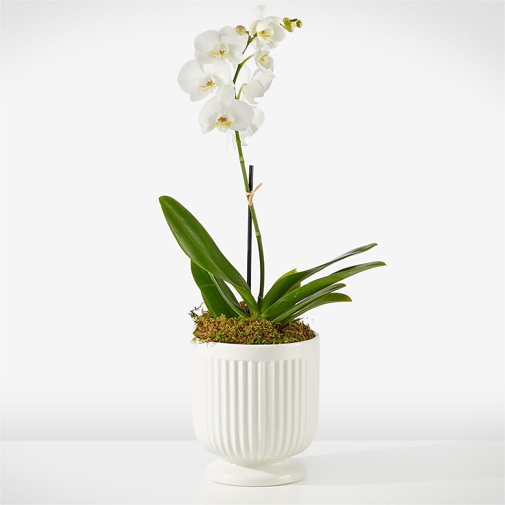 Whispering White Orchid – Southern Utah Floral, Washington UT