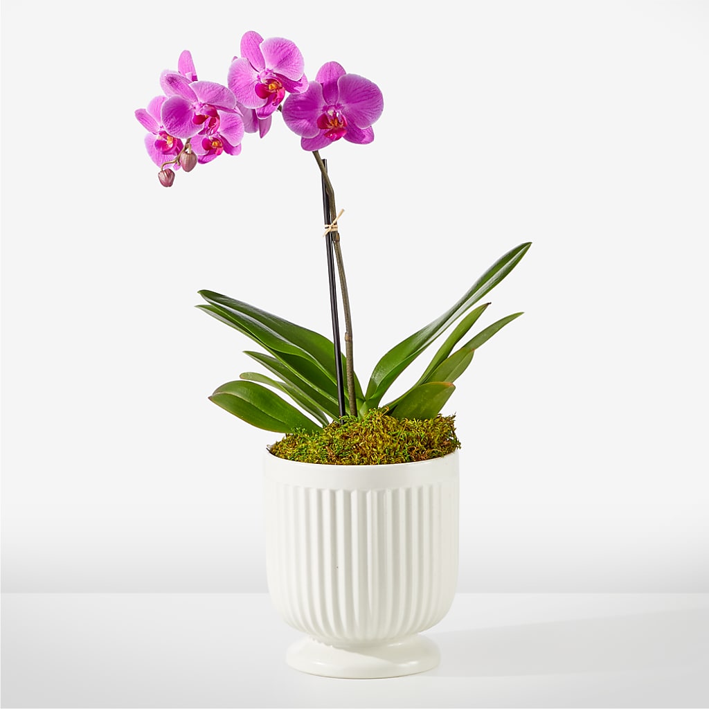 Friendly Fuchsia Orchid – Southern Utah Floral, Washington UT