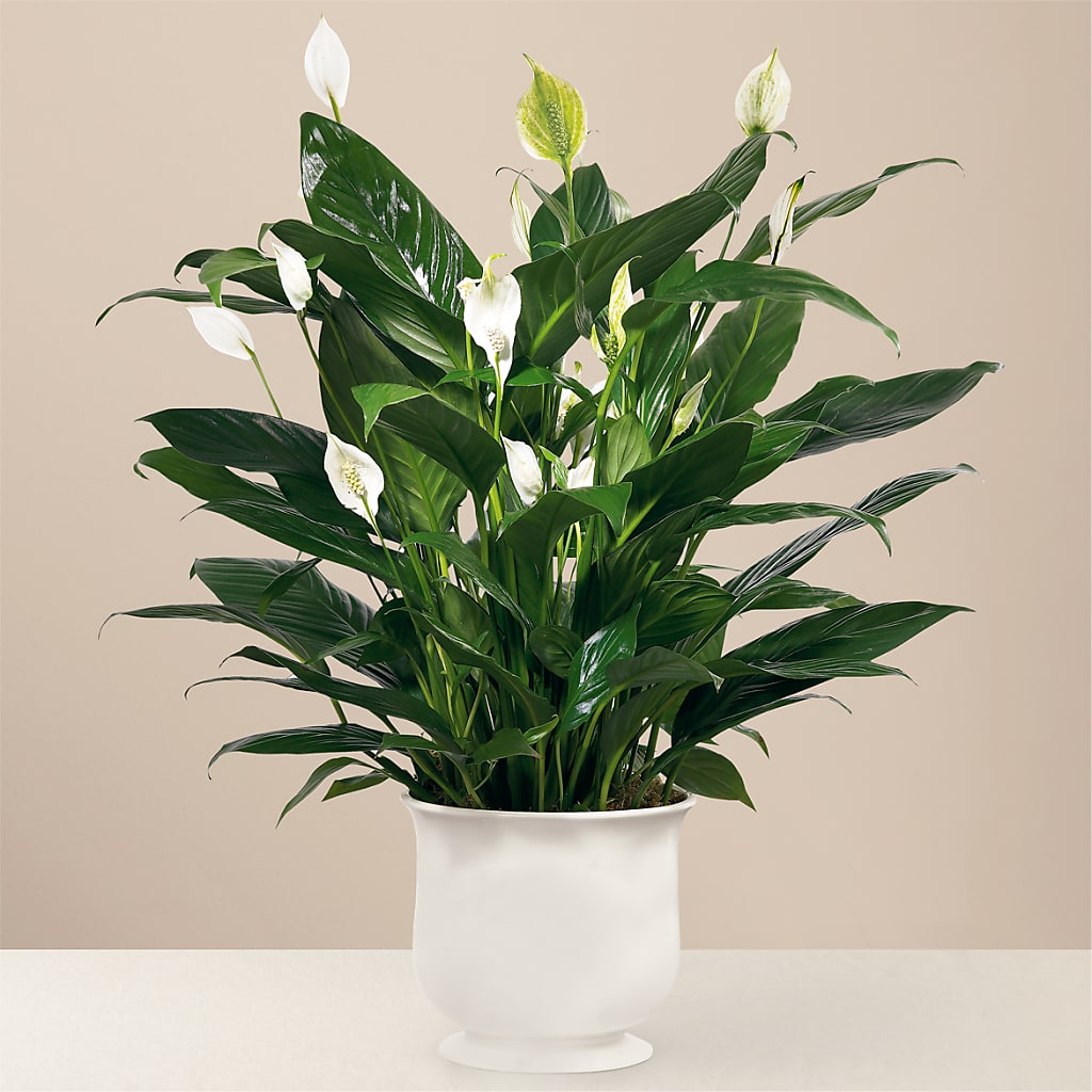 Comfort Planter – Southern Utah Floral, Washington UT
