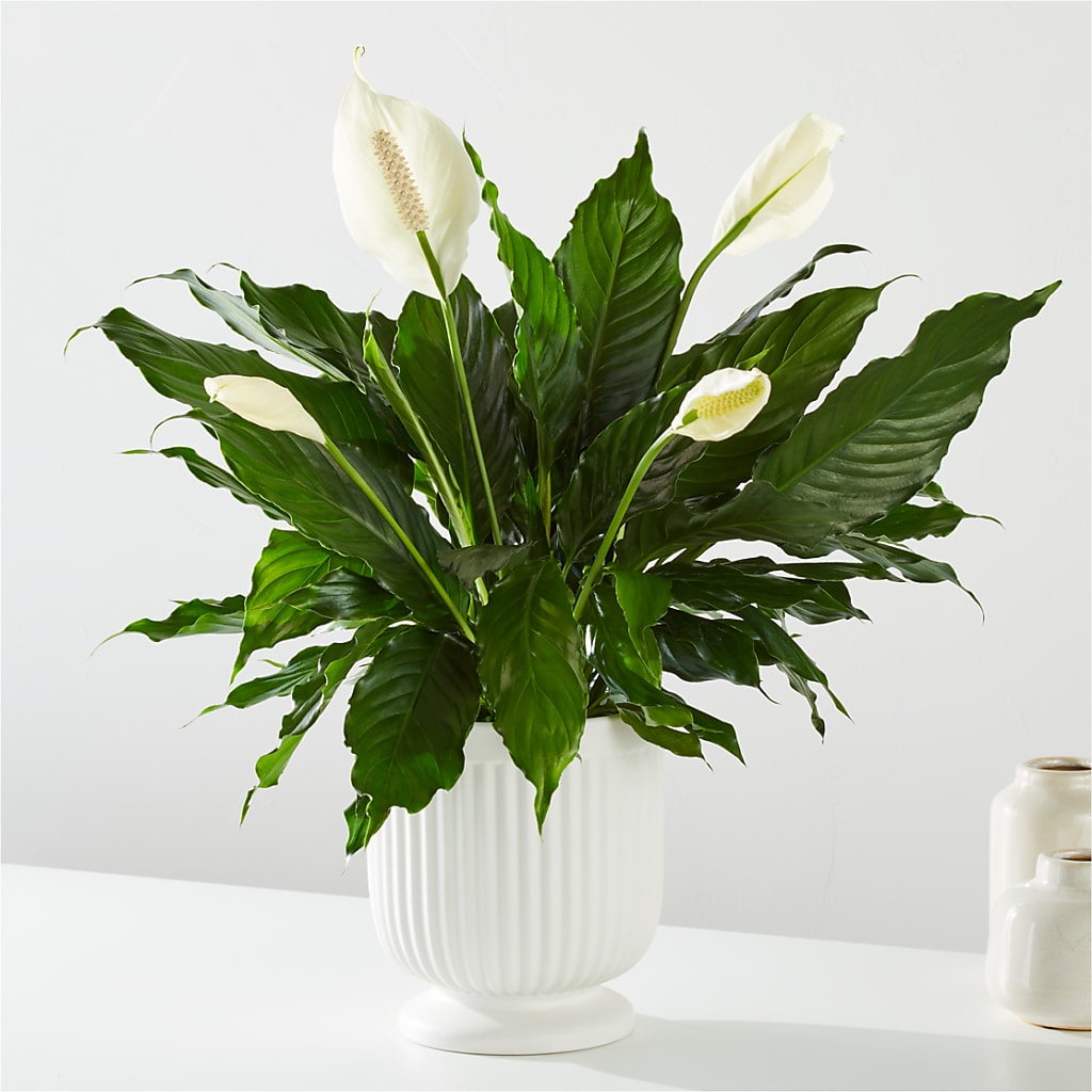 Comfort Planter – Southern Utah Floral, Washington UT