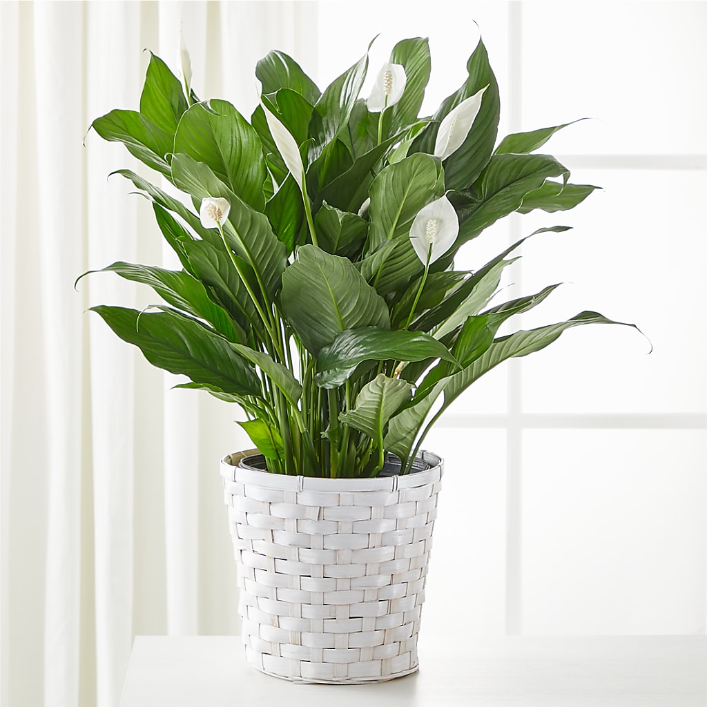 A New Leaf Peace Lily – Southern Utah Floral, Washington UT