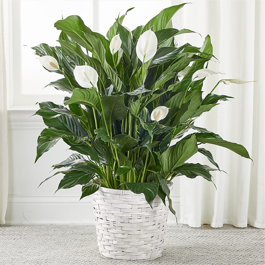 A New Leaf Peace Lily – Southern Utah Floral, Washington UT