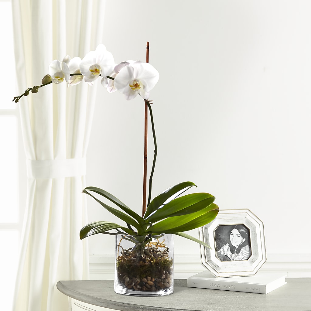 White Orchid Planter – Southern Utah Floral, Washington UT