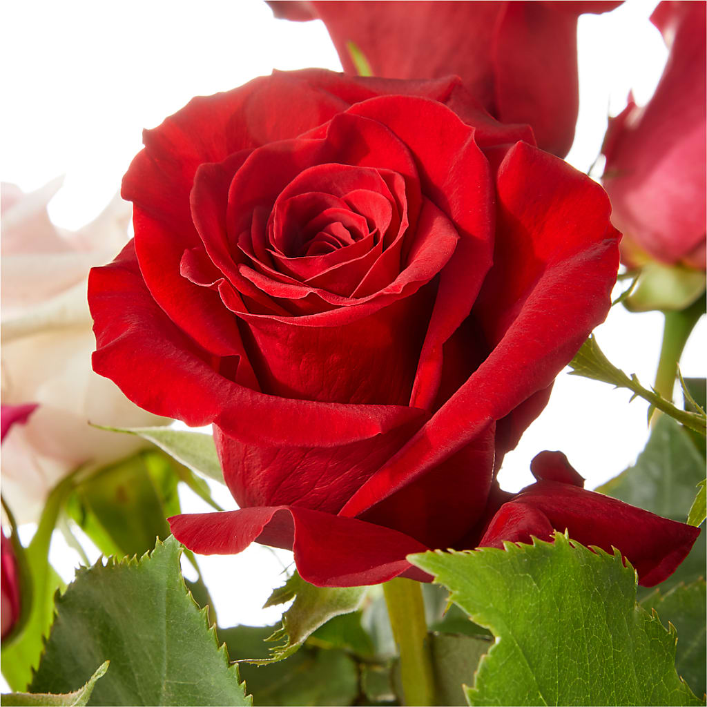Love Notes Rose Bouquet – Southern Utah Floral, Washington UT