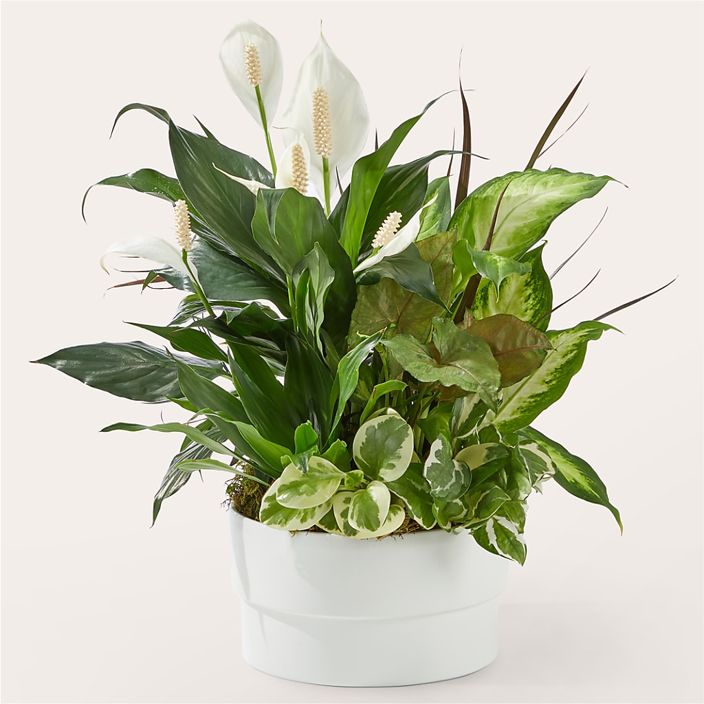 Radiating Positivity Dishgarden – Southern Utah Floral, Washington UT
