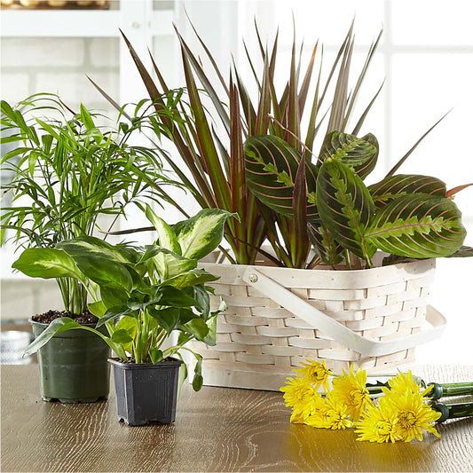 Florist Designed Blooming and Green Plants in a Basket –  Southern Utah Floral, Washington UT
