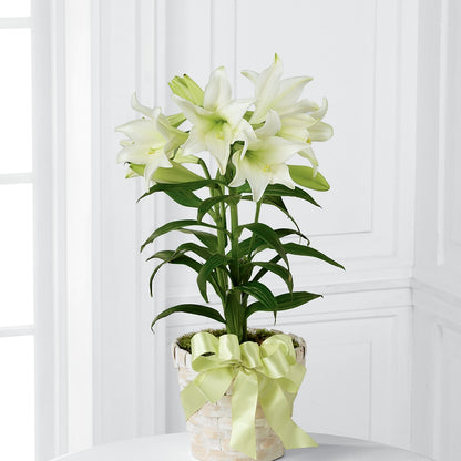 Easter Lily Plant –  Southern Utah Floral, Washington UT