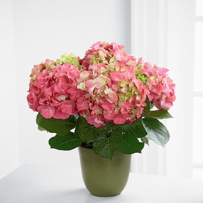 Pink Hydrangea Planter –  Southern Utah Floral, Washington UT