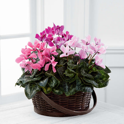 Mixed Cyclamen Planter –  Southern Utah Floral, Washington UT