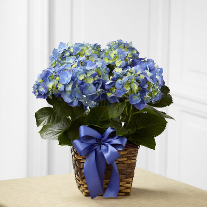 Blue Hydrangea Planter –  Southern Utah Floral, Washington UT