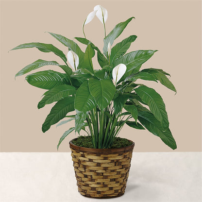 Tranquil Moments Peace Lily Plant –  Southern Utah Floral, Washington UT