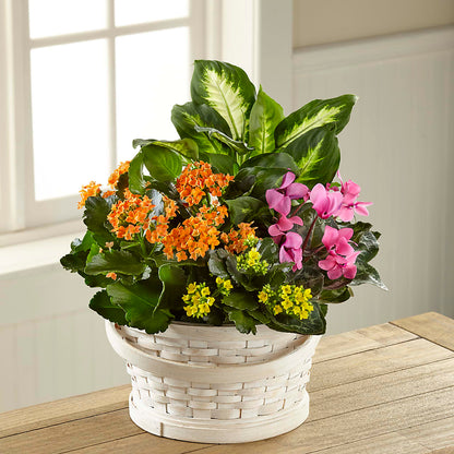 Color Crush Dishgarden –  Southern Utah Floral, Washington UT