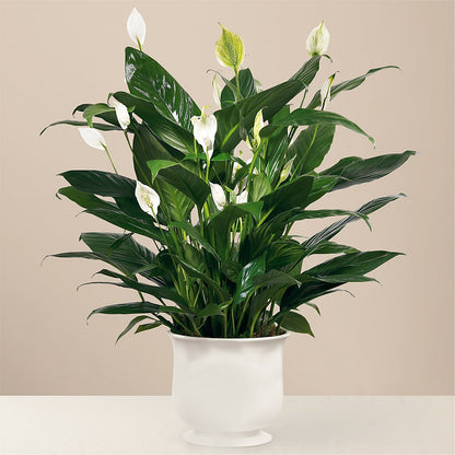 Comfort Planter –  Southern Utah Floral, Washington UT