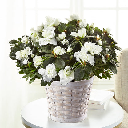 White Azalea Plant –  Southern Utah Floral, Washington UT