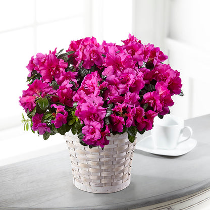 Hope & Serenity Azalea Plant –  Southern Utah Floral, Washington UT