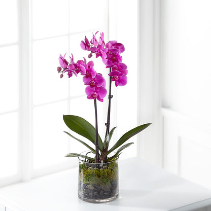 Pink Orchid Plant –  Southern Utah Floral, Washington UT