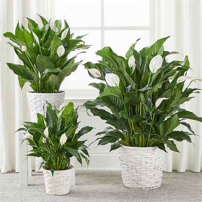 A New Leaf Peace Lily –  Southern Utah Floral, Washington UT