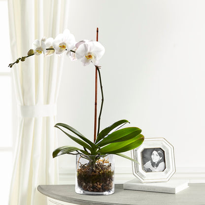 White Orchid Planter –  Southern Utah Floral, Washington UT